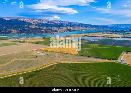 Vigneto vicino Cromwell, Nuova Zelanda Foto Stock