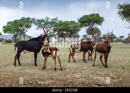 Sable Antilopi, Hippotragus niger, Namibia Foto Stock