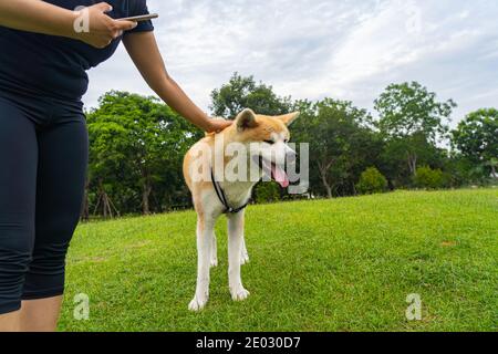 Donna che accarezzava il cane Akita Inu in purea al parco Foto Stock