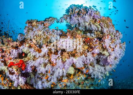 Colorata Barriera Corallina, Ari Atoll, Oceano Indiano, Maldive Foto Stock