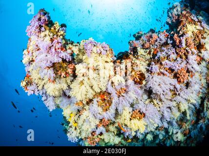 Colorata Barriera Corallina, Ari Atoll, Oceano Indiano, Maldive Foto Stock