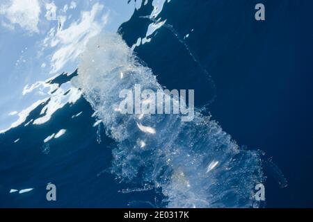 La Salpa di mare digerisce i piccoli pesci, Atollo di Felidhu, Oceano Indiano, Maldive Foto Stock