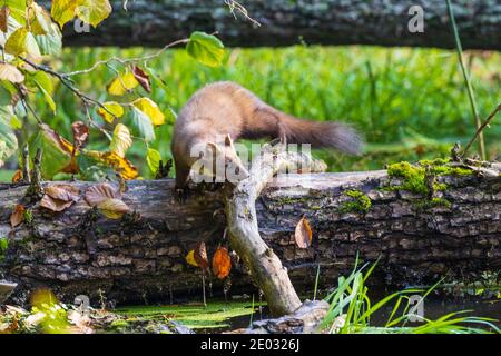 Pineta Marten (Martes Martes) vicino all'acqua con alberi sullo sfondo, Foresta di Bialowieza, Polonia, Europa Foto Stock