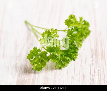 Prezzemolo (Petroselinum crispum) su una tavola di legno chiaro Foto Stock