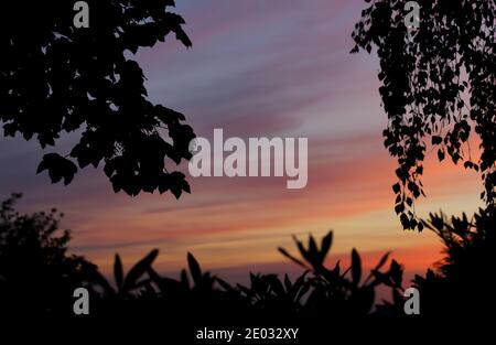 Le sagome oscure di alberi e foglie incorniciano strisce di nuvole colorate mentre l'ultima luce del sole tramontante svanisce dal cielo sul Dorset. Foto Stock