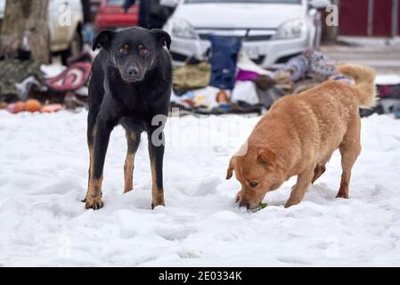 Due cani sparsi in piedi nella neve vicino alla spazzatura in inverno. Il problema degli animali senza casa. Foto Stock