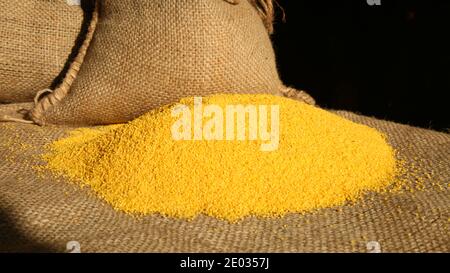 Closeup di mucchio di miglio, sfondo di sacco di burlap, raccolti organici Foto Stock