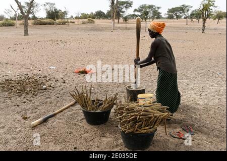 SENEGAL, Sahel, villaggio Ngoxé Djoloff, donne miglio libbra con mortaio di legno, dietro l'albero di acacia / Frauen stampfen Hirse Foto Stock