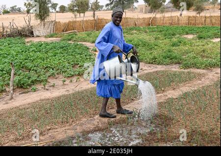 SENEGAL, Sahel, villaggio Ngoxé Djoloff, giardino vegetale irrigato, coltivatore irriga cipolla con annaffiatura lattina / bewässerter Gemüsegarten, Farmer giesst Zwiebeln mit Gießkanne Foto Stock