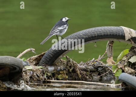 Pied wagtail (Motacilla alba) appollaiato su ruota ciclabile, fiume Mersey, Greater Manchester, Regno Unito Foto Stock