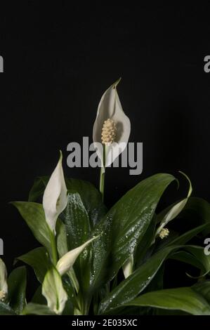Pianta verde su sfondo nero, closeup di foglie verdi, ancora vita Foto Stock
