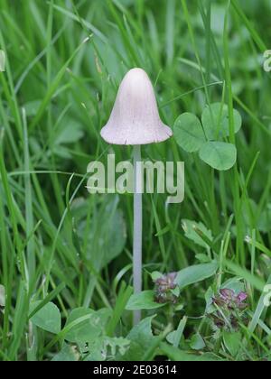 Albipes conocibe, precedentemente chiamato anche Conocibe lattea e Conocibe apala, noto come cappuccio bianco dunce o conecap lattiginoso, fungo selvatico dalla Finlandia Foto Stock