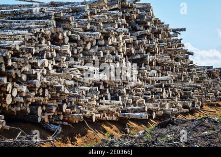 Enormi pile di legno rotondo (mucchio di tronchi, betulla) nella zona forestale mista d'Europa Foto Stock