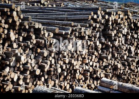 Taglio finale e enormi pile di legno rotondo (mucchio di tronchi, abete) nella zona forestale mista d'Europa Foto Stock