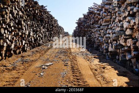 Enormi pile di legno rotondo (mucchio di tronchi, abete, betulla) nella zona forestale mista d'Europa Foto Stock