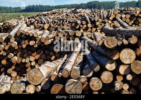 Taglio finale e enormi pile di legno rotondo (mucchio di tronchi, abete) nella zona forestale mista d'Europa Foto Stock