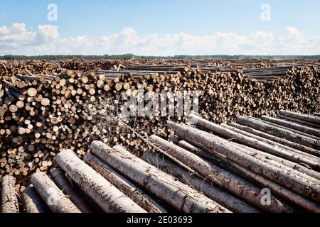 Taglio finale e enormi pile di legno rotondo (mucchio di tronchi, abete) nella zona forestale mista d'Europa Foto Stock