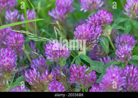 Trifoglio inglese, trifoglio rosso nella seconda metà dell'estate nei prati umidi del Nord Europa. Meadow comunità Foto Stock