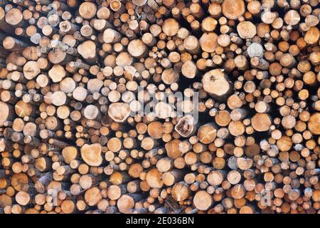 Enormi pile di legno rotondo (mucchio di tronchi, abete) nella zona forestale mista d'Europa Foto Stock