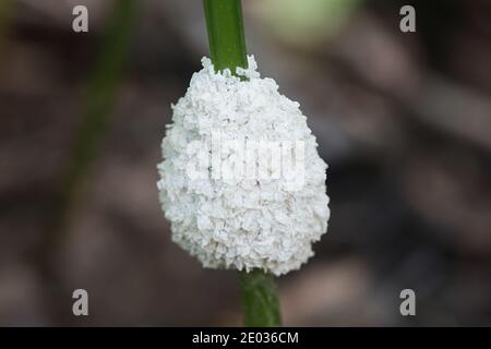 Mucilago crustacea, noto come cane vomita muffa di lime o cane malato muffa di lime Foto Stock