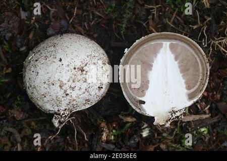 Phallus impudicus, conosciuto come lo stinkhorn comune, il primo stadio dell'uovo a volte ha chiamato l'uovo della strega si è aperto Foto Stock