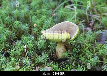 Xerocomus subtomentosus, noto come suede bolete, marrone e giallo bolete, noioso marrone bolete o giallo-cracked bolete, funghi commestibili selvatici da Finl Foto Stock