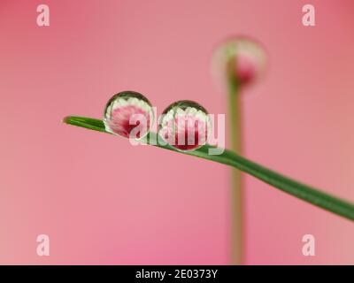 La rugiada cade sotto il sole Foto Stock