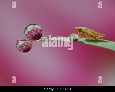 La rugiada cade sotto il sole Foto Stock