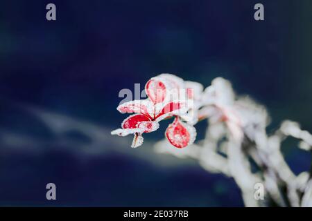 Rami di barberry con foglie rosse coperte di neve su a. sfondo scuro Foto Stock
