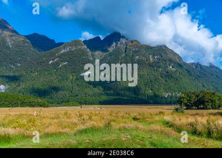 Paesaggio di Knobs piatto in Nuova Zelanda Foto Stock