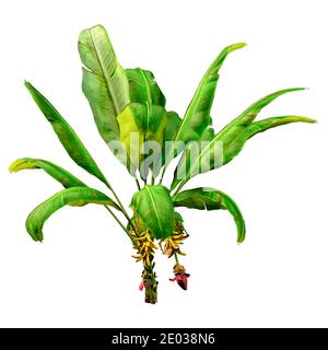 Rendering 3D di una pianta di banana verde isolata su bianco sfondo Foto Stock