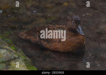 Brown Teal al al Kiwi BirdLife Park a Queenstown, Nuova Zelanda Foto Stock