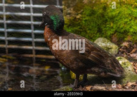 Brown Teal al al Kiwi BirdLife Park a Queenstown, Nuova Zelanda Foto Stock