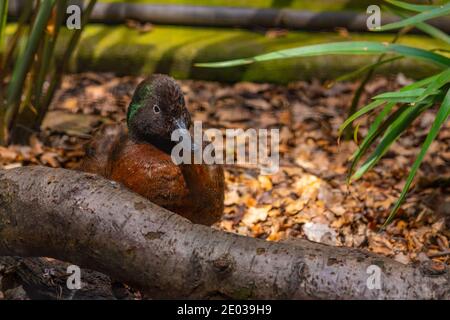 Brown Teal al al Kiwi BirdLife Park a Queenstown, Nuova Zelanda Foto Stock