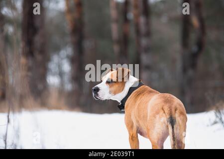 Ritratto di uno splendido cane terrier dello staffordshire nella foresta invernale. Stile di vita attivo, escursioni e trekking con animali domestici in stagione fredda, prendendo cani Foto Stock