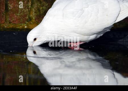 Colomba bianca che beve dalla fontana con riflessi nell'acqua in un parco Foto Stock