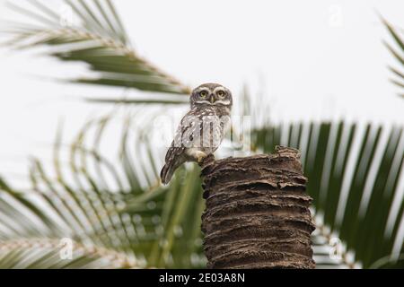 Avvistato owlet seduto su un ceppo morto di cocco albero Foto Stock