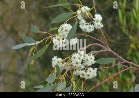 Tasmanian Snow Gum Eucalyptus coccifera Myrtaceae endemico della Tasmania, Australia Foto Stock