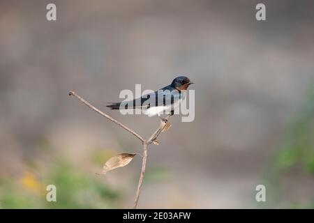 Fienile Swallow uccello appollaiato su un ramoscello Foto Stock