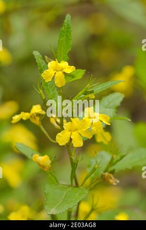 Hop Goodenia Goodenia ovata GoodeniACEAE fotografata in Tasmania, Australia Foto Stock