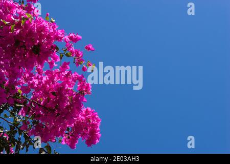 Rosa fiori di bouganville contro il cielo blu Foto Stock