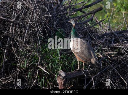 Peacock vagando selvaggio in un campo aperto Foto Stock