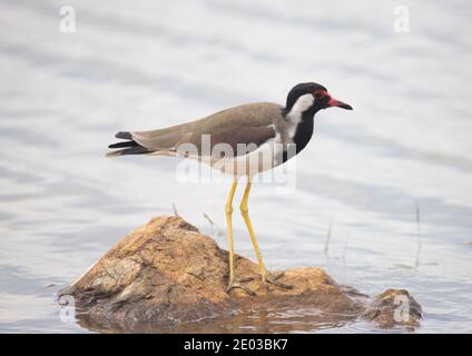 Lappatura wattled rossa in piedi su una roccia Foto Stock