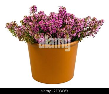 Pianta erica isolata in vaso a fioritura invernale (erica carnea) Foto Stock