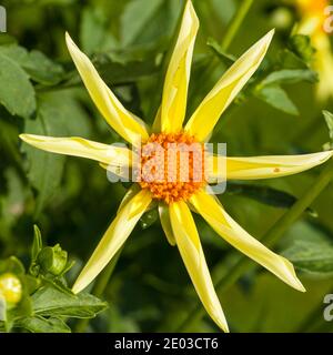 "Honka' Star dalia, Stjärndahlia (Dahlia x Hortensis) Foto Stock