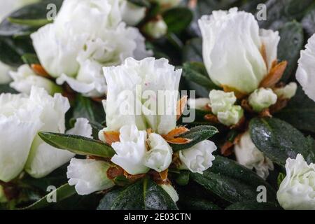 Azalea, Fönsterazalea (Rhododendron simsii) Foto Stock