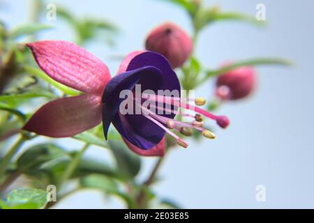 Closeup di una fucsia viola, fiorente violaceo rigido fucsia Foto Stock