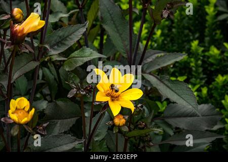 Primo piano di bumblebee (bombus) che raccoglie polline da fiore giallo, Dahlia 'Vescovo di York'. Foto Stock