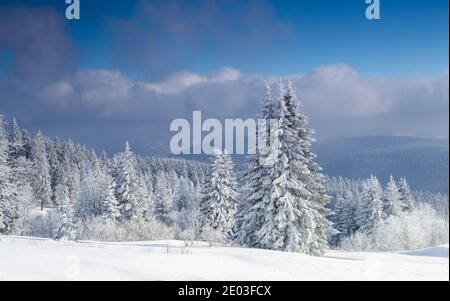 Paesaggio invernale della foresta nera, cedri sulla collina, pini, neve in inverno Foto Stock