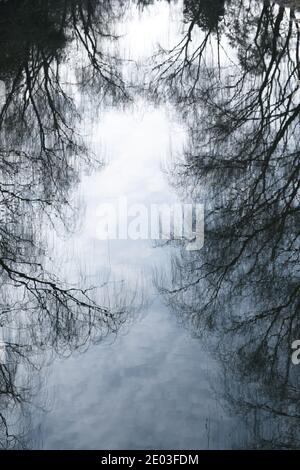 Rami secchi riflettono in acqua calma, albero morto, sfondo tranquillo Foto Stock